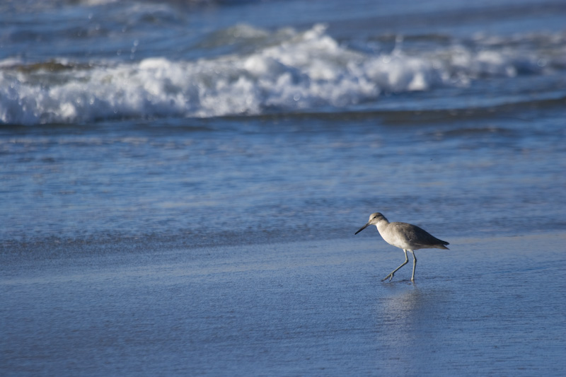 Willet On Drakes Beach